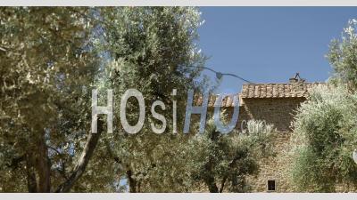 Oliviers Méditerranéens En été - Une Ancienne Plantation D'oliviers Dans Le Village Médiéval En Toscane