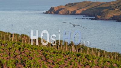 Vineyards In Banyuls, Video From Ground