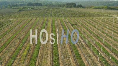 Aerial View Of The Vineyard In The Hautes Cotes De Nuits In Burgundy Filmed By Drone