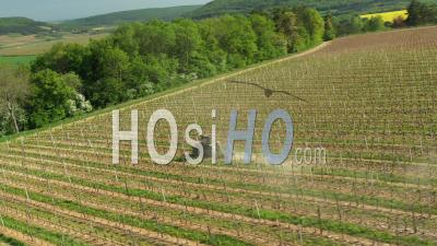 Aerial View Of The Ploughe In The Hautes Cotes De Nuits Vineyard In Burgundy Filmed By Drone, Bevy, France