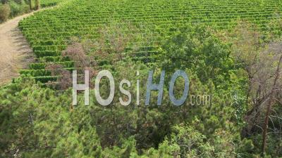 Aerial View Of The Vineyard In The Hautes Cotes De Nuits In Burgundy Filmed By Drone