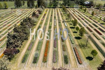 Veldheer Tulip Farm - Aerial Photography
