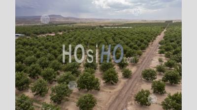 Pecan Trees In New Mexico Desert - Aerial Photography