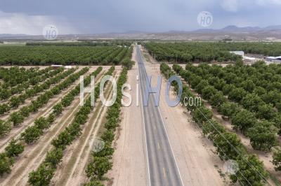 Pecan Trees In New Mexico Desert - Aerial Photography