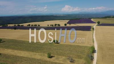 Lavender Fields In Bloom On The Valensole Plateau In Summer, Provence - Video Drone Footage