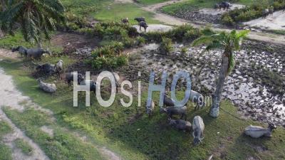 Tracking Group Of Buffaloes Rest - Video Drone Footage