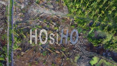 Aerial Look Down View Oil Palm - Video Drone Footage