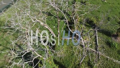 Bird Eye View Bare Tree Branch - Video Drone Footage