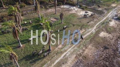 Group Of Buffaloes Walk At Oil Palm - Video Drone Footage