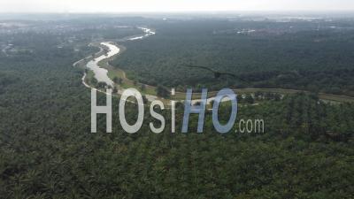 Aerial View Misty Day Of Oil Palm Estate - Video Drone Footage