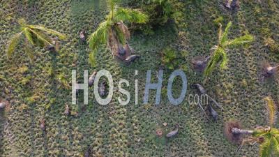 Vue De Haut En Bas D'un Groupe De Buffles Paissant De L'herbe - Vidéo Par Drone
