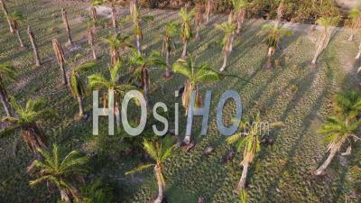 Suivi Aérien Des Buffles Paissant De L'herbe - Vidéo Par Drone