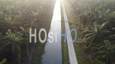 Aerial Fly Over The River And Small Path In Oil Palm - Video Drone Footage