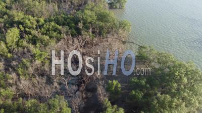 Aerial View Dry Bare Tree Mangrove - Video Drone Footage