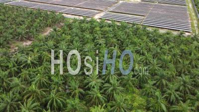 Aerial View Solar Panel And Oil Palm Tree - Video Drone Footage