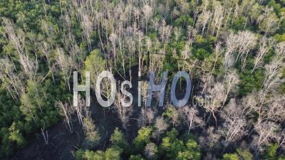 Glissement Aérien Déplacez L'arbre De Mangrove Nu Et Sec - Vidéo Par Drone