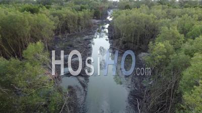 Mangrove Tree Is Cut Down - Video Drone Footage