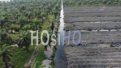 Jeune Ananas Est Replanté Avec De Jeunes Palm Oil - Vidéo Par Drone