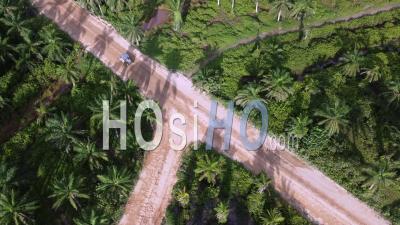 Aerial View Tractor Move At Oil Palm - Video Drone Footage