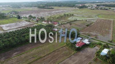 Drone View Oil Palm Plantation And Paddy Field