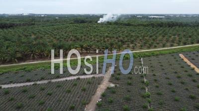 Aerial View Open Burning Near Oil Palm Tree - Video Drone Footage
