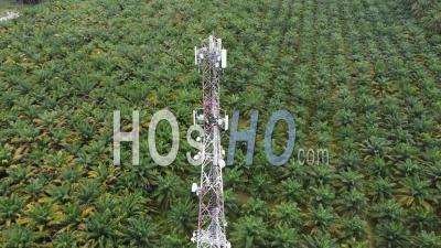 Aerial View Look Down 4g, 5g Tower At Oil Palm Estate - Video Drone Footage