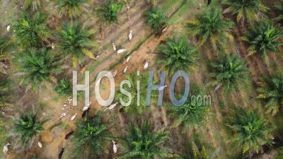 Aerial View Group Of Cows Walk In Oil Palm - Video Drone Footage