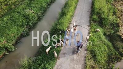 Vue Aérienne Des Moutons Paissant De L'herbe Sur Un Petit Chemin Près De La Zone Rurale - Vidéo De Drones