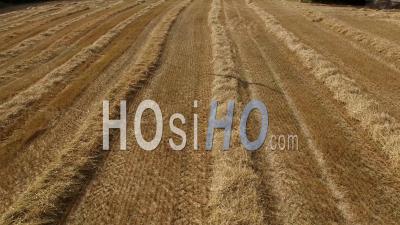 Combine Harvester In Wheat Fields - Video Drone Footage