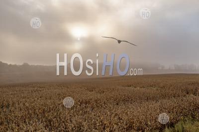 Corn Field In Foggy Weather - Aerial Photography