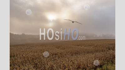 Corn Field In Foggy Weather - Aerial Photography