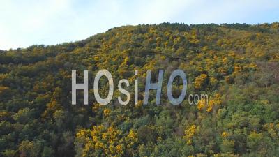 Hill Of Mimosas In Flower - Video Drone Footage
