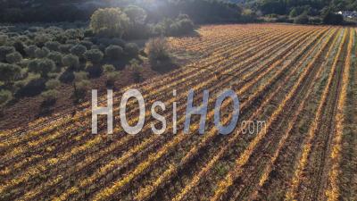Vineyard In Autumn And Plantation Of Olive Trees In The Alpilles In Provence, Bouches-Du-Rhône, France, Viewed From Drone