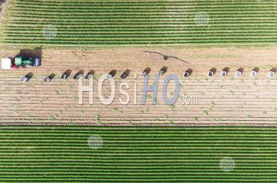 Everything Is Ready For Harvesting - Aerial Photography