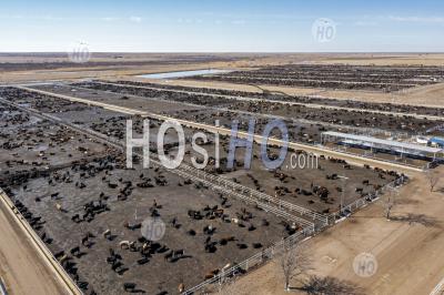 Colorado Cattle Feedlot - Aerial Photography