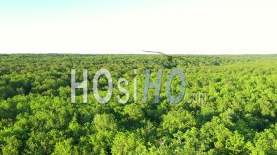 Forest Massif In Summer, Forest Of Troncais, Canopy, Saint-Bonnet-Troncais, Allier, France - Drone Point Of View