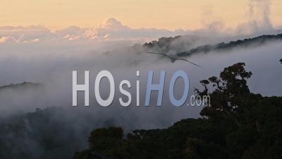 Timelapse Of Costa Rica Rainforest Landscape, Nature Time Lapse Of Clouds And Mist Moving In A Valley, Beautiful Scenery Representing Climate Change And Global Warming