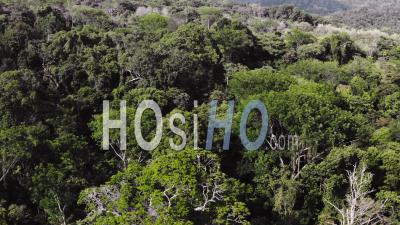 Aerial Drone View Of Primary Rainforest Canopy And Large Trees In Costa Rica, Tropical Jungle Landscape Scenery, Beautiful Green Lush Nature In Puntarenas Province, Central America