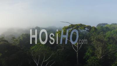 Aerial Drone View Of Costa Rica Rainforest Canopy, Large Tree In Treetops In Beautiful Misty Tropical Jungle Scenery, High Up Green Lush Nature In Central America Giving Hope For Climate Change