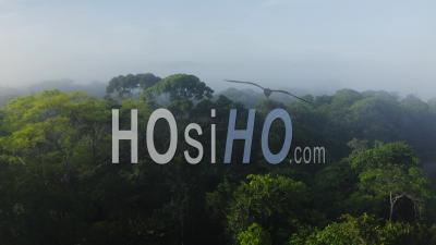 Aerial Drone View Of Rainforest Canopy Above Treetops In Trees, Costa Rica Misty Tropical Jungle Scenery With Trees And Lush Green Landscape, High Up Establishing About Climate Change