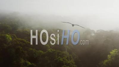 Aerial Drone Shot About Climate Change In Costa Rica With Misty Rainforest Scenery, High Up Above Clouds And Mist In Tropical Jungle Landscape In Amazing Dramatic Light At Boca Tapada, Central America