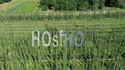 Hops Harvest On Michigan Farm - Video Drone Footage