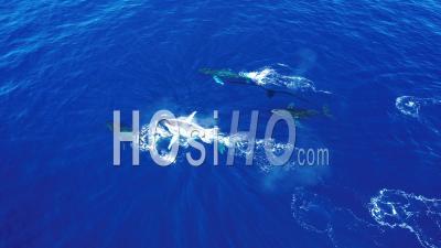 Baleine à Bosse, La Réunion, Vidéo Par Drone, Partie 6