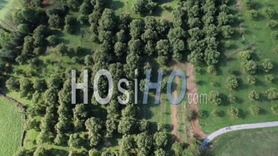 Culture Of Chestnuts Trees - Video Drone Footage