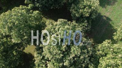 Top View On Chestnuts In A Tree - Video Drone Footage