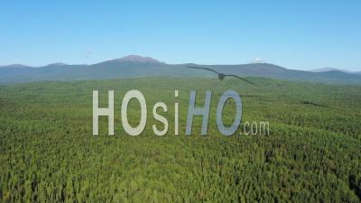 Flight Over Summer Forest Consisting Of Various Trees - Spruce, Pine, Birch, Larch, Oak, Aspen - Video Drone Footage