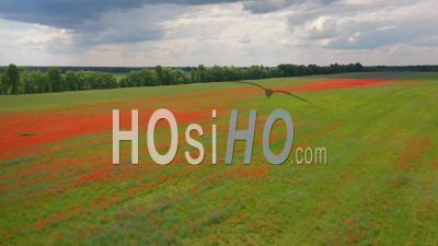 2022 - Aerial Over Ukraine Fields With Wildflowers Growing Suggests Ukrainian Agriculture And Landscape - Video Drone Footage