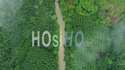 Vue Aérienne Montre Une Rivière Trouble En Thaïlande, Bordée De Palmiers Et D'autres Arbres - Vidéo Par Drone