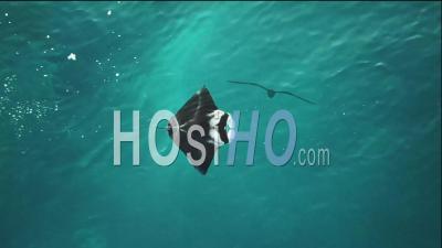 2020 - Excellent Aerial Shot Of A Manta Ray Swimming In Indonesia - Video Drone Footage