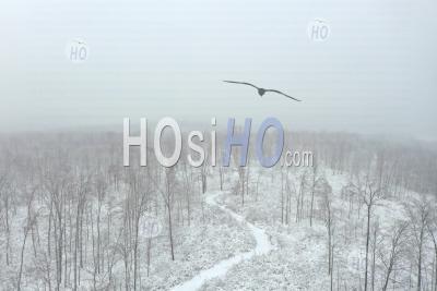 A Path Through Snow-Covered Trees, Wisconsin, Usa - Aerial Photography